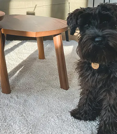 How to clean a carpet?