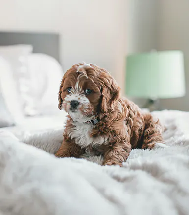 How to clean a mattress?