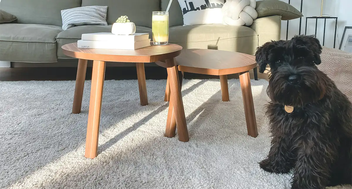 How to clean a carpet?