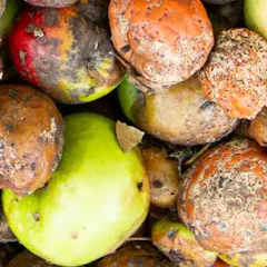 Old fruit trap to kill fruit flies