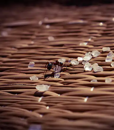 Comment se débarrasser des fourmis ?